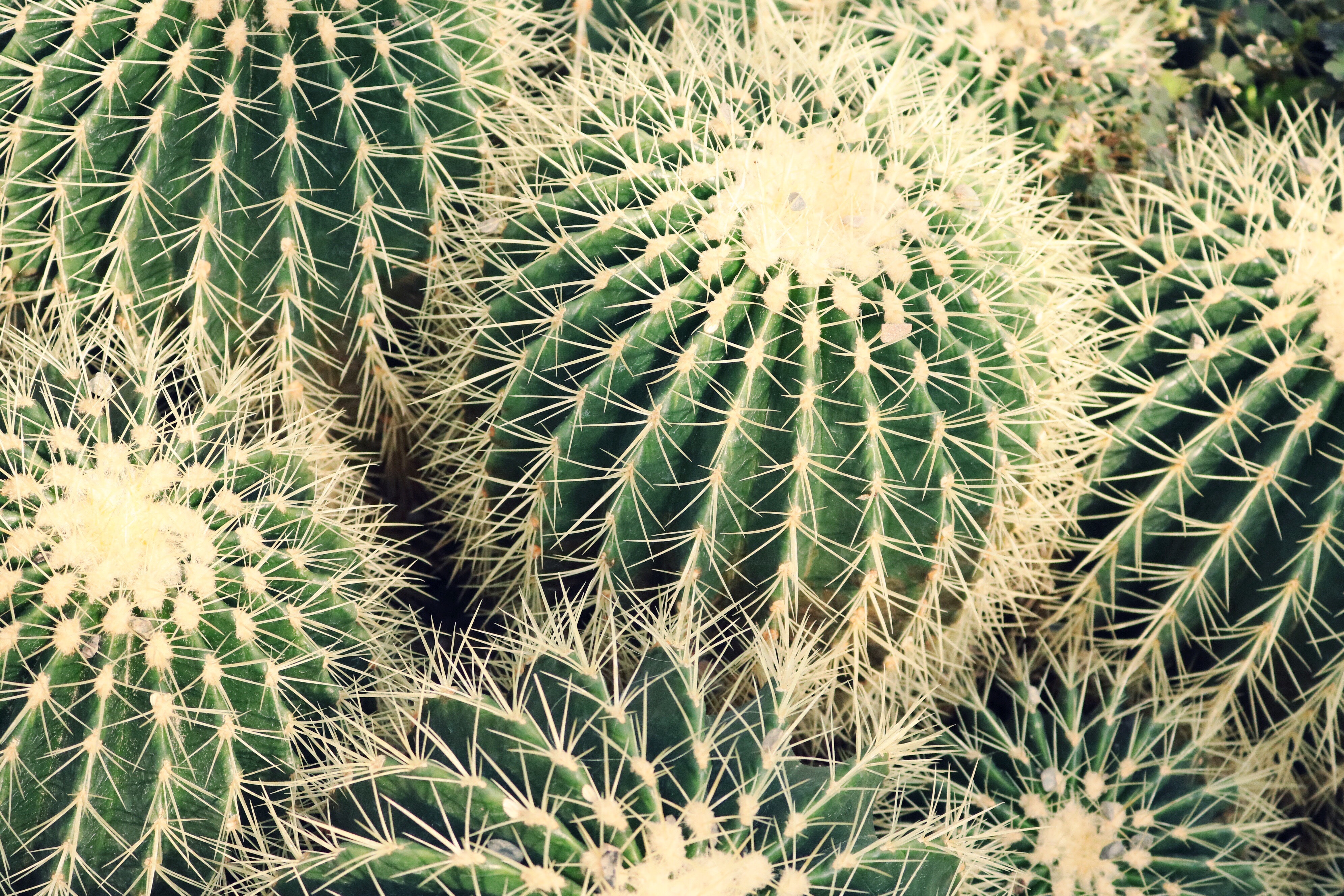 A group of parody magnifica cacti in the wild