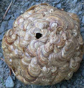 Cascadia Venom Collection yellowjacket nest removal