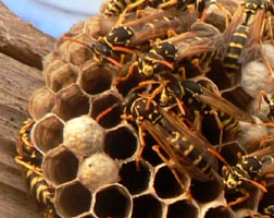 Cascadia Venom Collection wasp nest removal