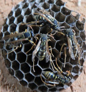 Cascadia Venom Collection wasp nest removal