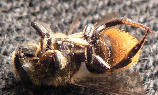 Cascadia Venom Collection bee removal
