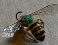 Cascadia Venom Collection bee removal