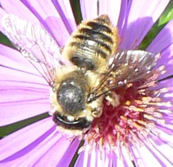 Cascadia Venom Collection bee removal