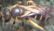 Cascadia Venom Collection bee removal