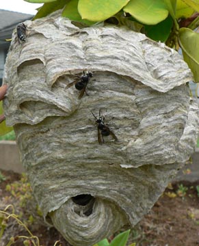 Cascadia Venom Collection hornet nest removal