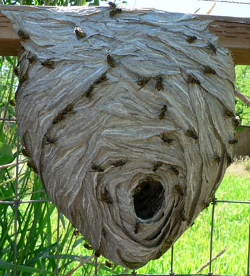 Cascadia Venom Collection hornet nest removal