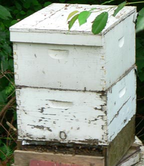 Cascadia Venom Collection honey bee relocation