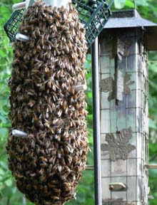 Cascadia Venom Collection honey bee relocation