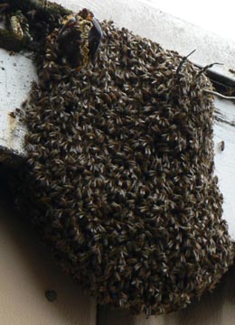Cascadia Venom Collection honey bee relocation