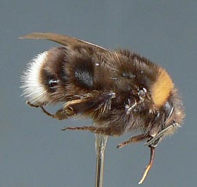 Cascadia Venom Collection bumble bee removal