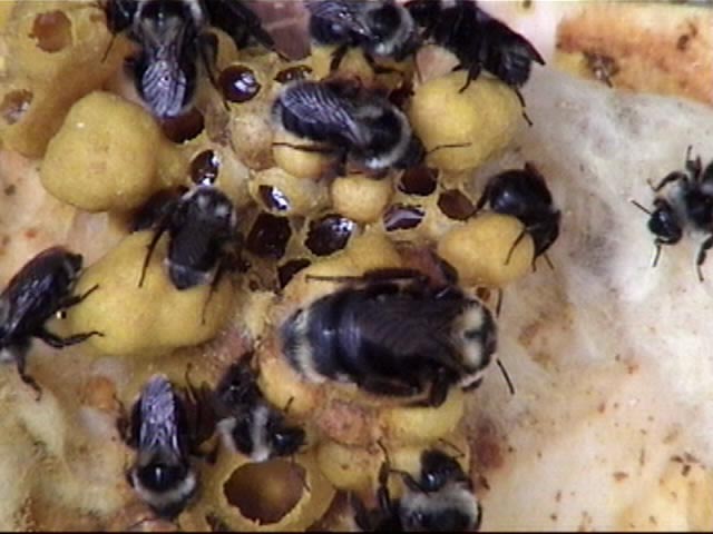 Cascadia Venom Collection bumble bee removal