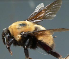 Cascadia Venom Collection bumble bee removal