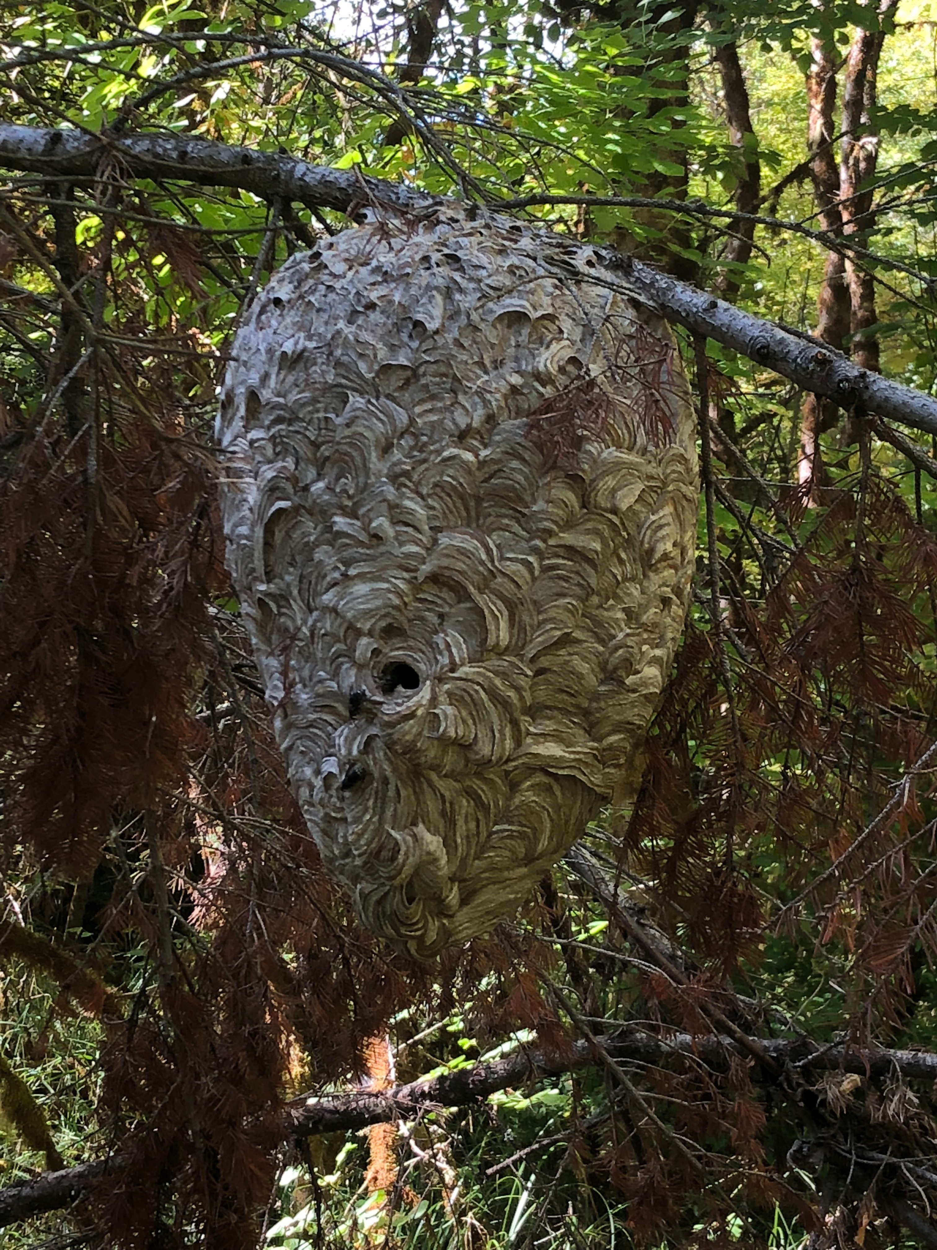 Cascadia Venom Collection hornet nest removal