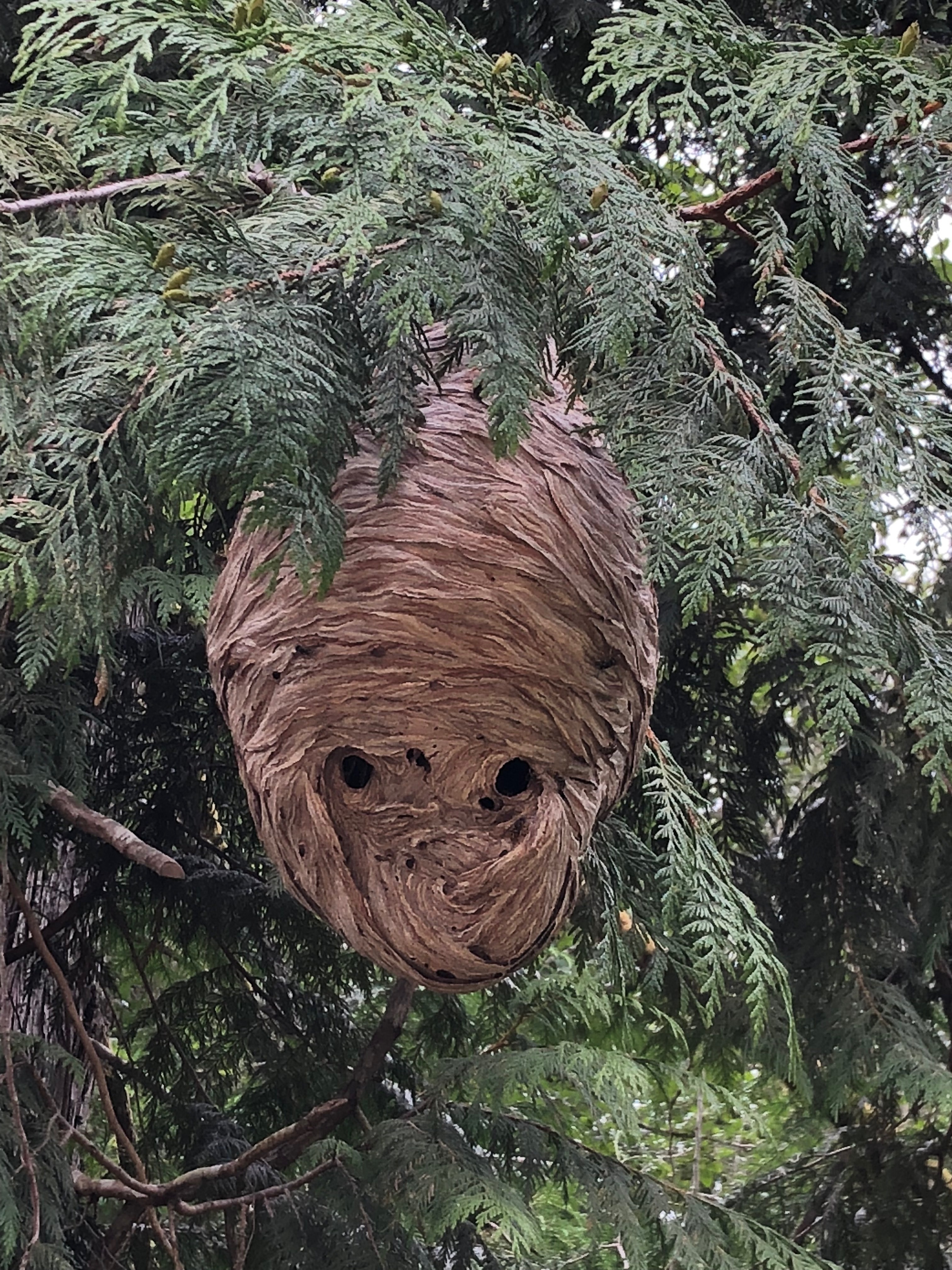 Cascadia Venom Collection hornet nest removal