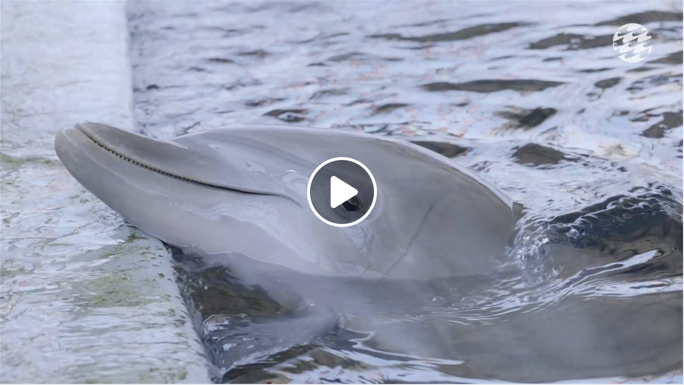 dolphin care update