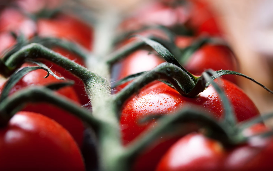 tomates