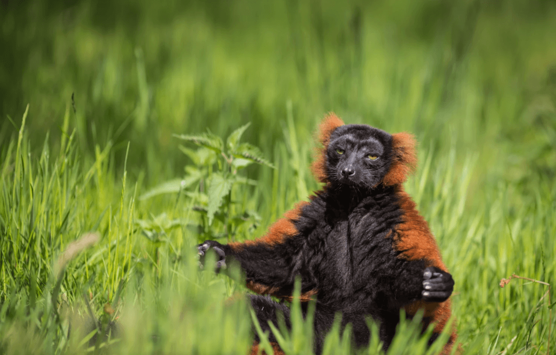 Animal meditando