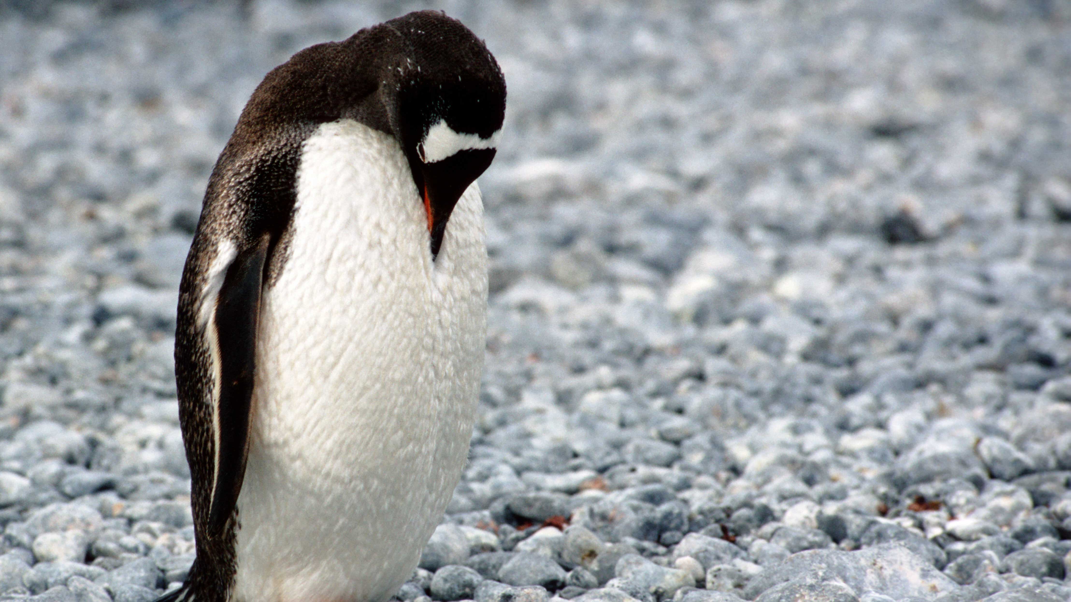 Pinguim de cabeça baixa, demonstrando desânimo.