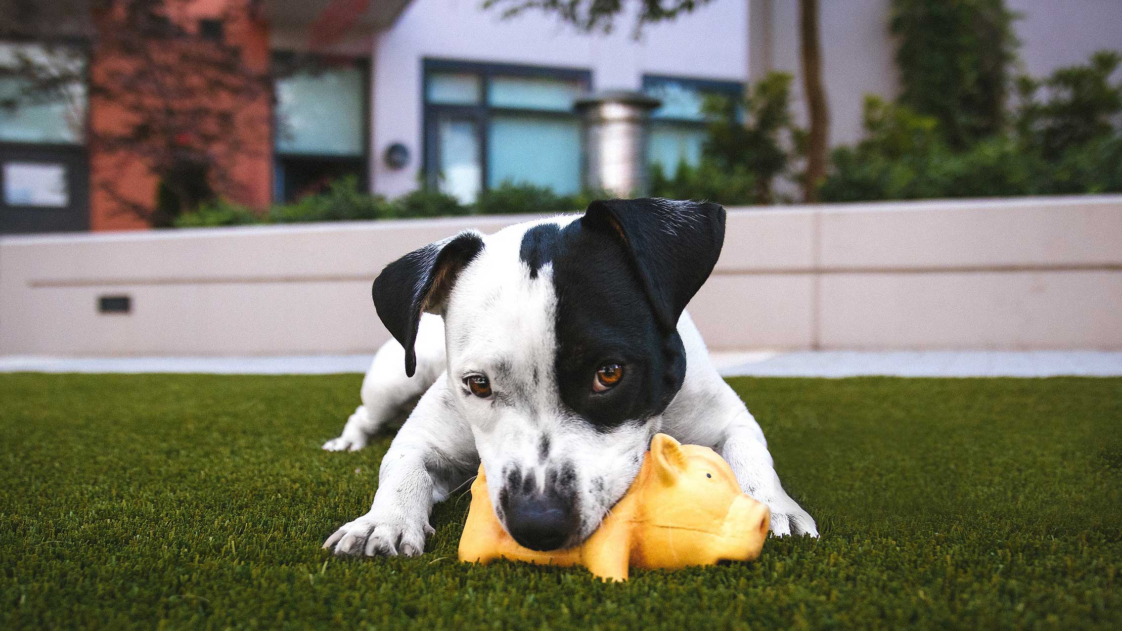 Filhote de cachorro mordendo brinquedo em formato de porco amarelo.