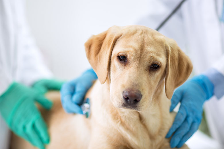 at what age should you spay a puppy