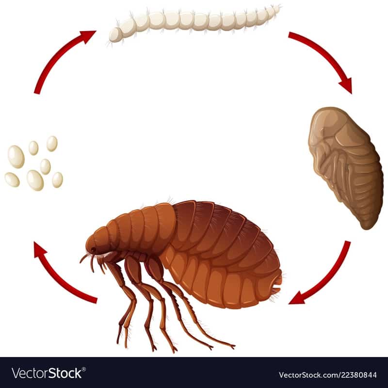 Fleas and Winter Veterinary Hospital Group