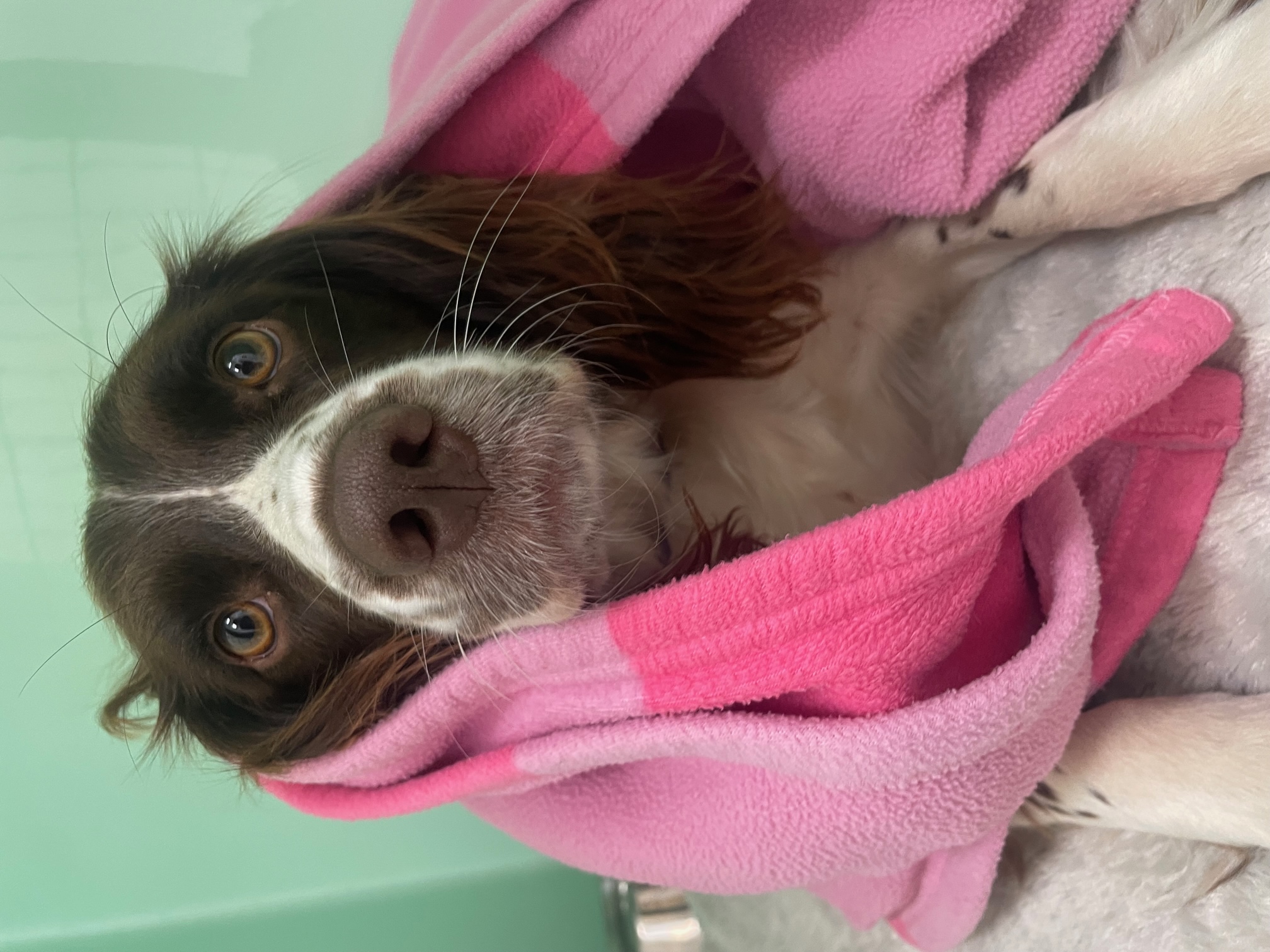 Behind the scenes Veterinary Hospital Group