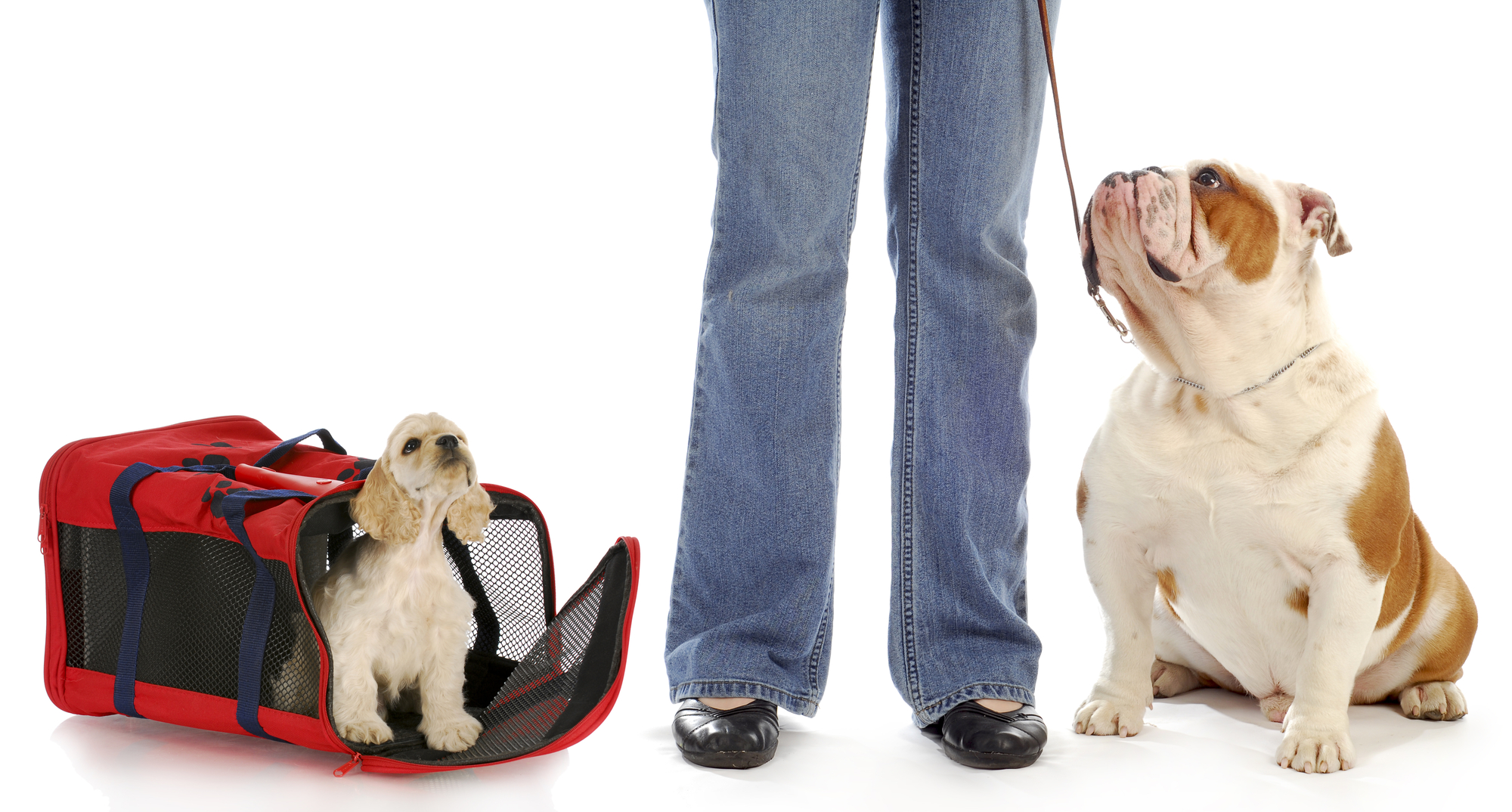 Crate Training vs. Doggie Daycare