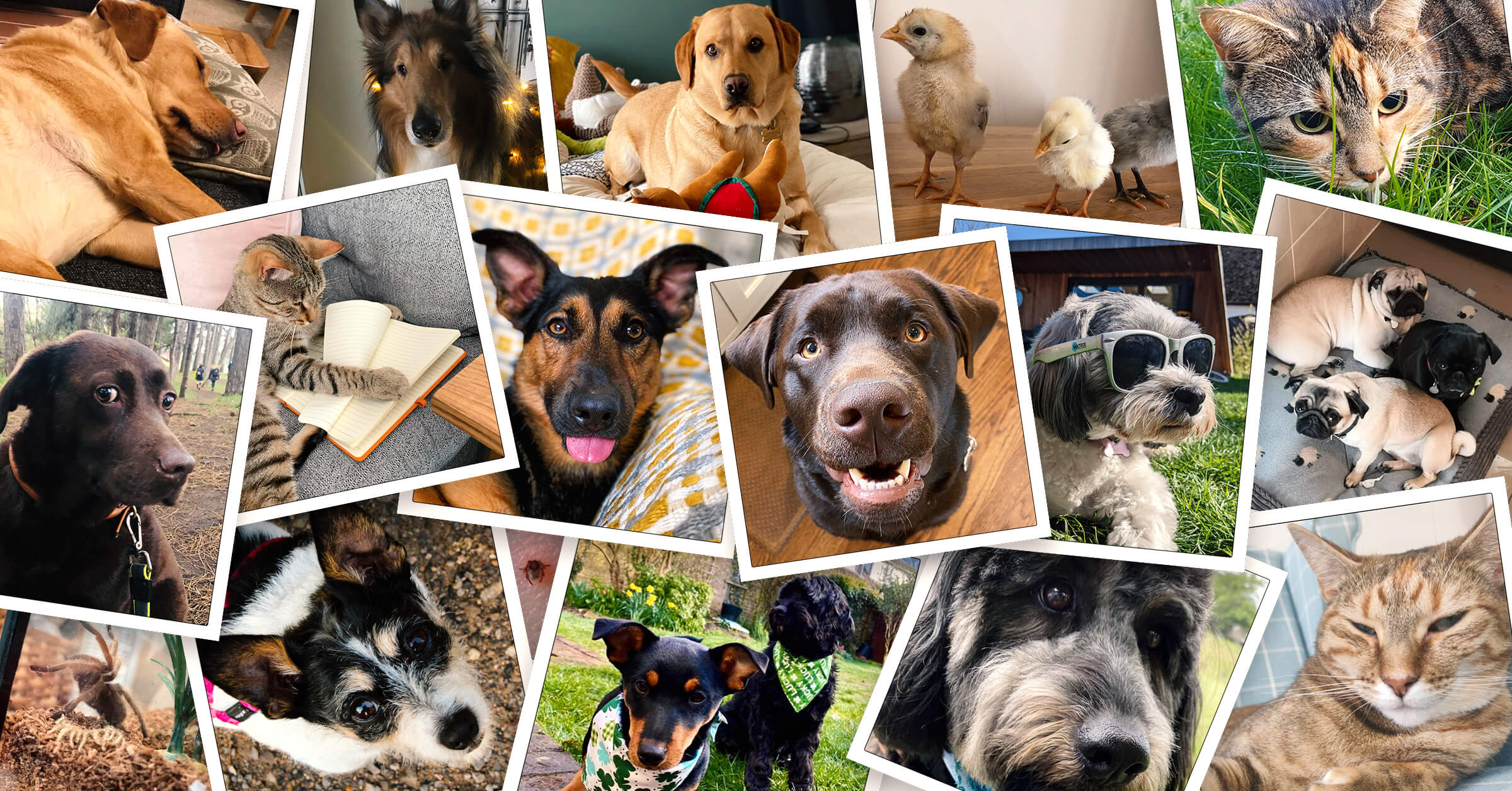 Collage of animals from the #PetsofInfoSum slack channel