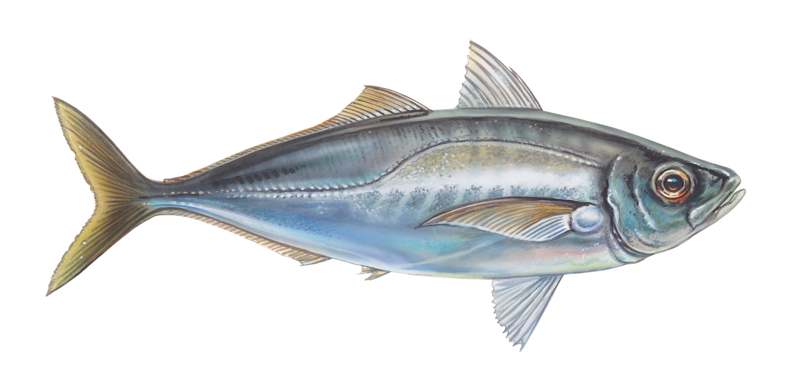 Frozen jack mackerel supplier for Asia, Africa & Europe Ocean Spirit