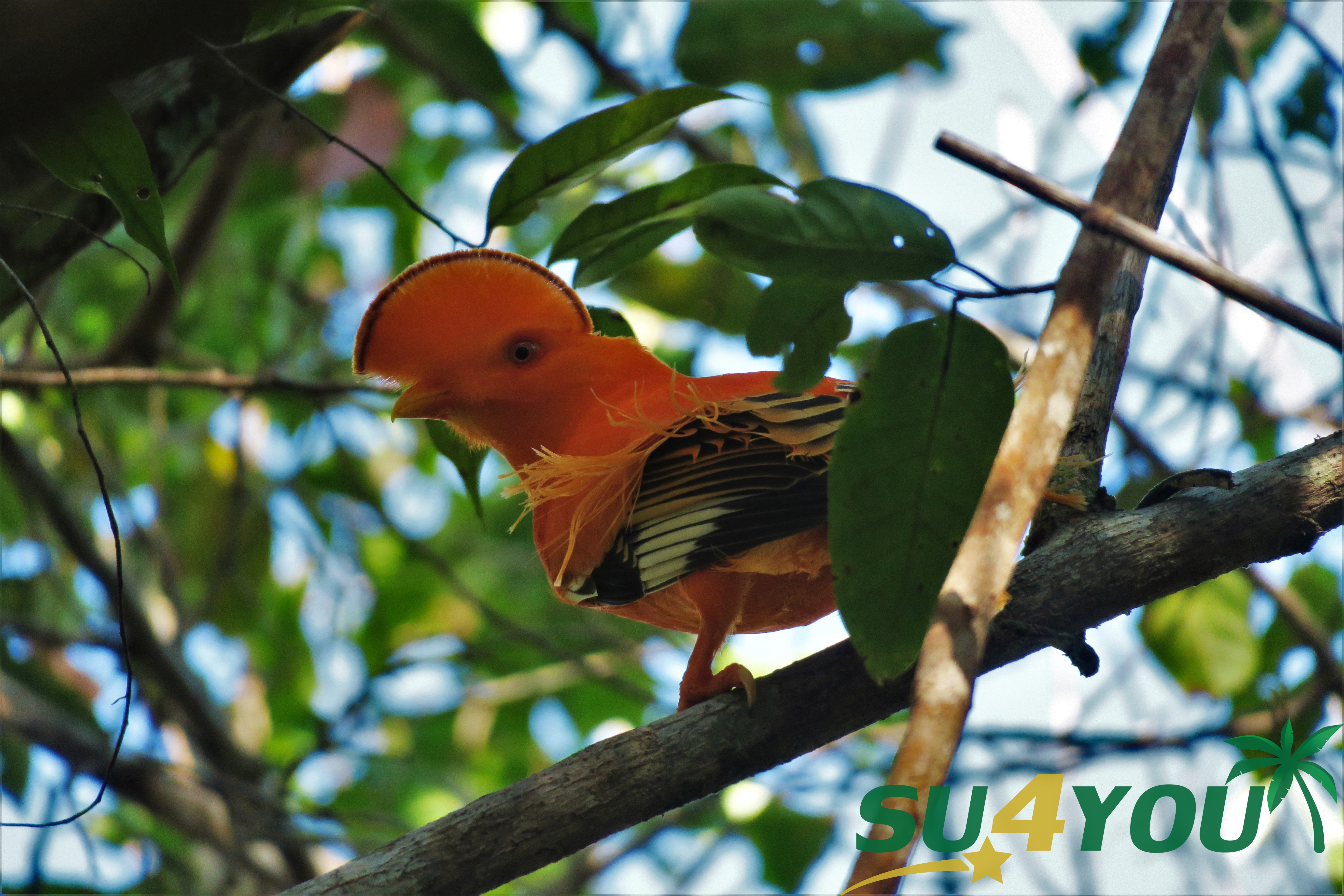Top 10 dieren spotten in Suriname
