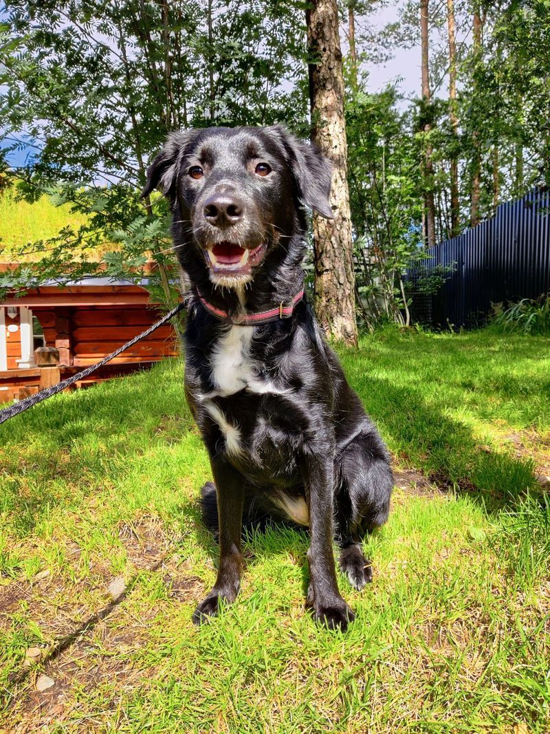 hunder-til-omplassering-tunge-hundesenter-as