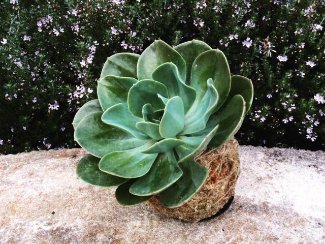 Meet The Maker: Botanica