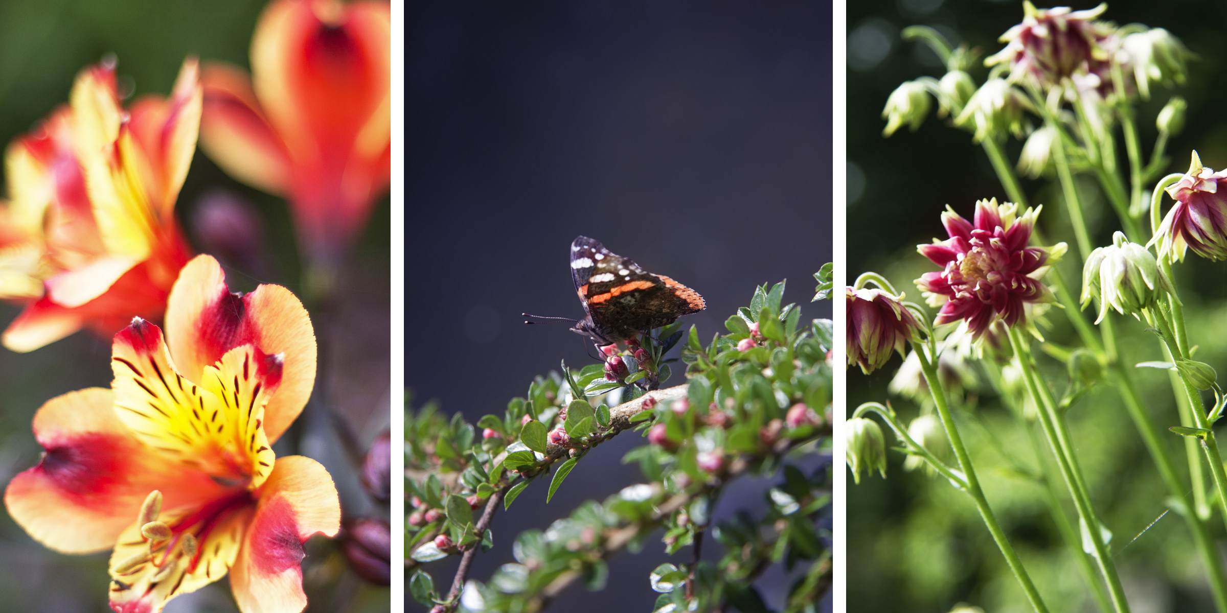 Glorious Nature John Hamlin