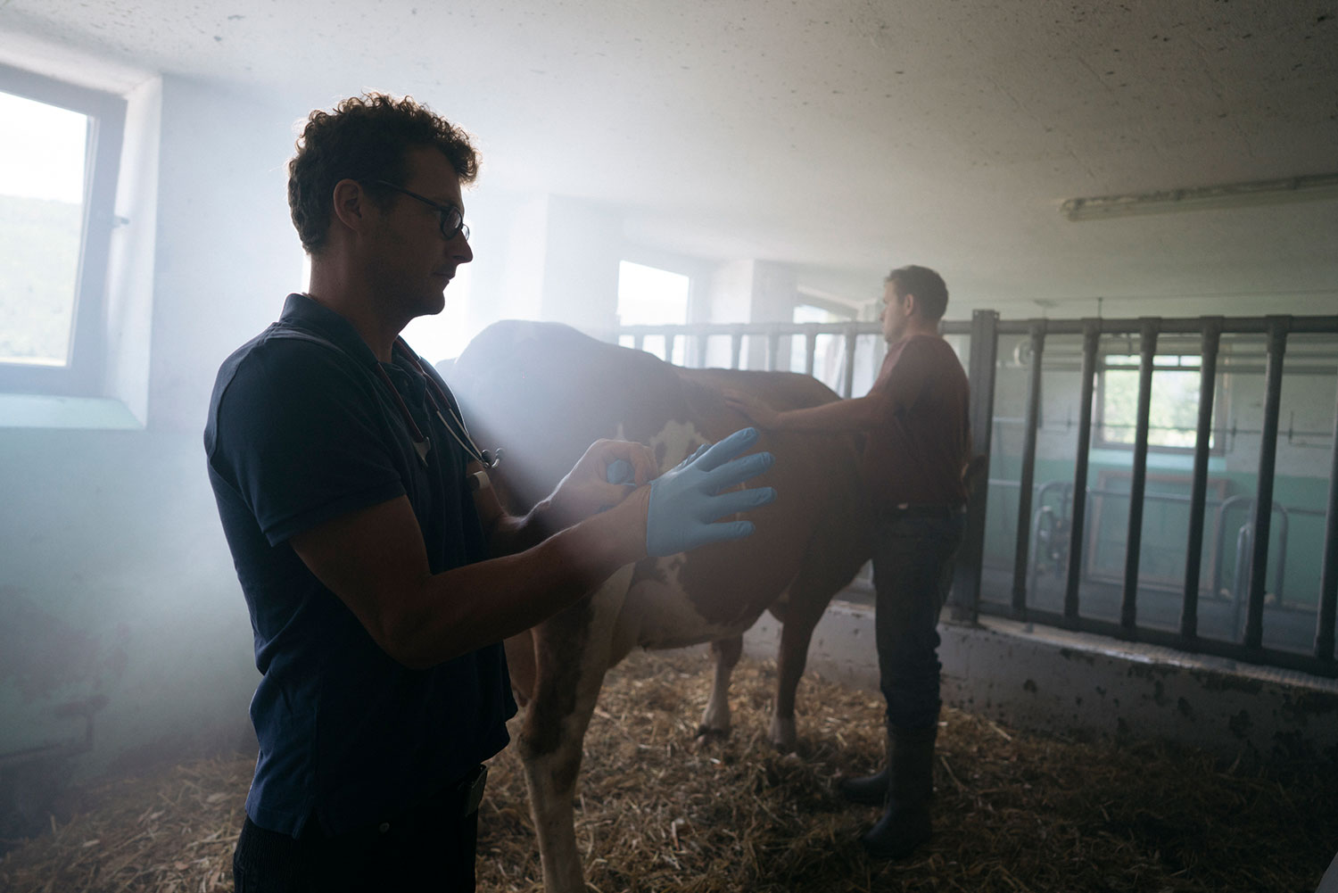 Gesundheitscheck der Reine Lungau Kühe
