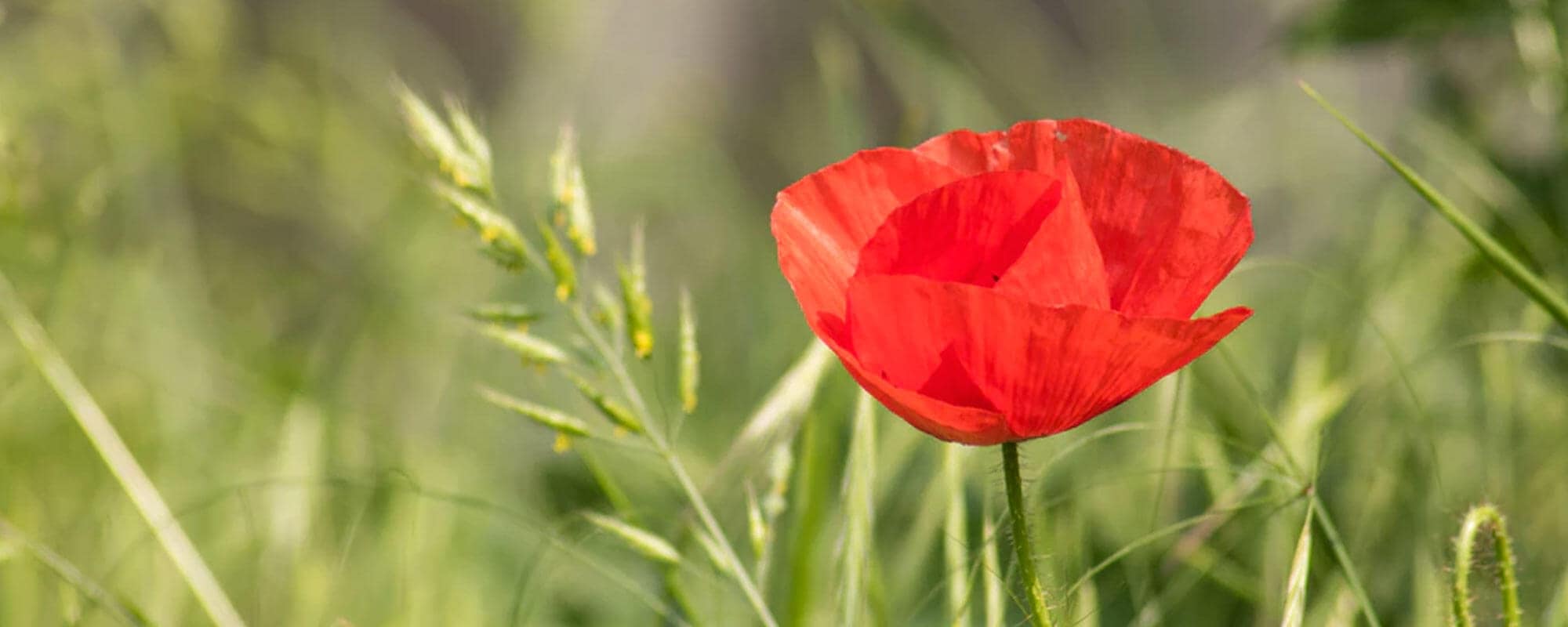 What Is Continuum Continuum Teachers Association