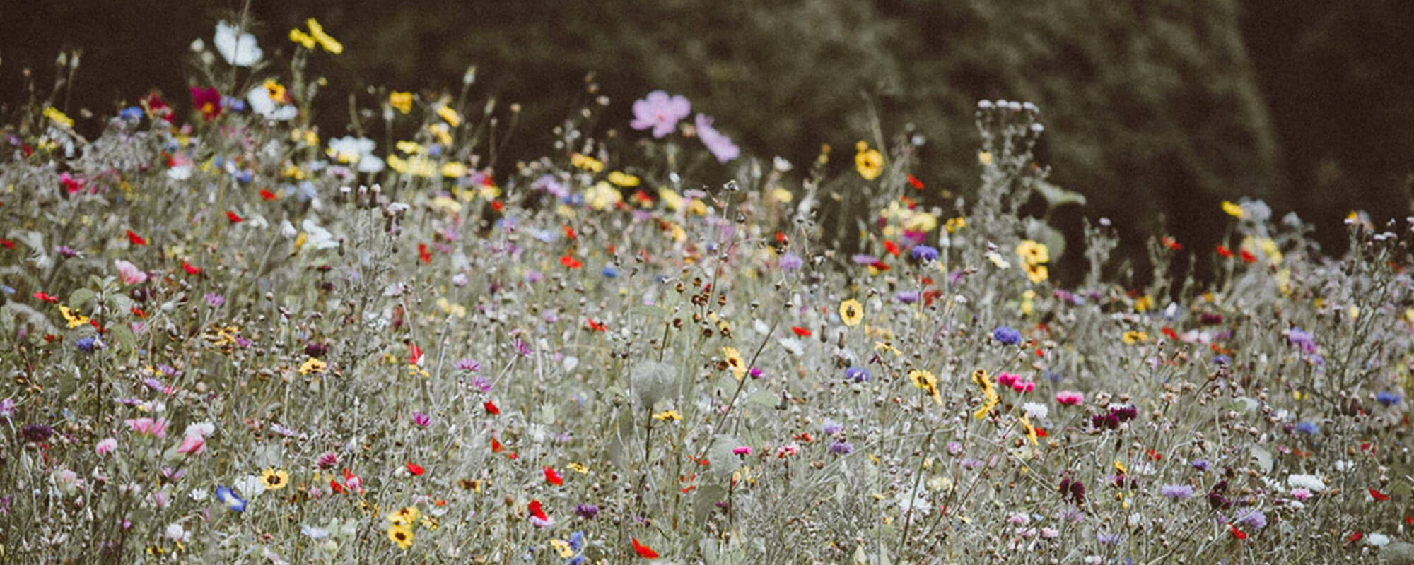 Spring 2020 Continuum Series – Celebrating our Inner Nature