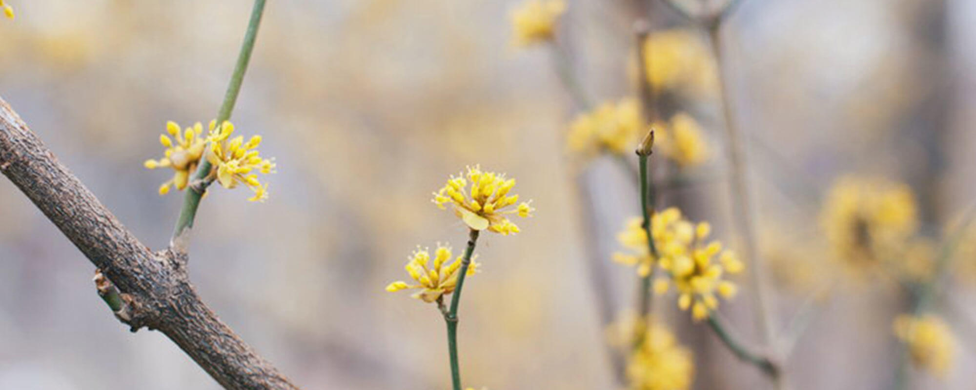 Soul of Continuum: Breathing with the Spring of Life