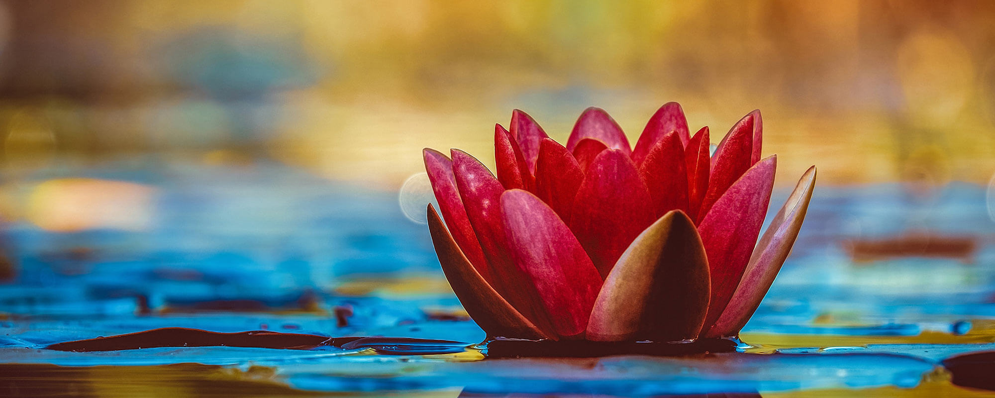 Lotus Borne Perception