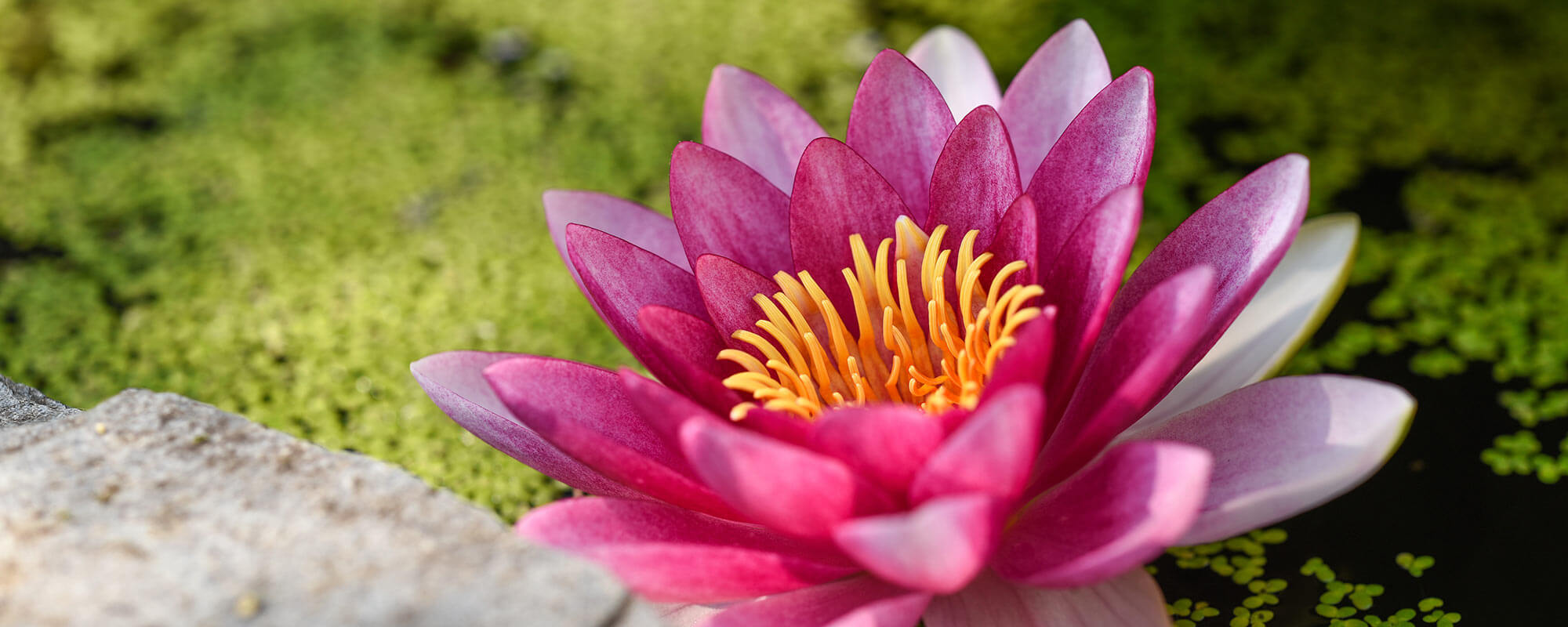 Lotus Borne Perception