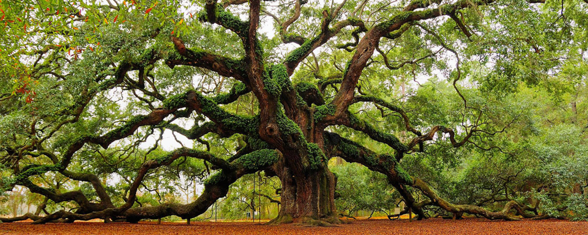 Song of Increase ~ Mutualism in Nature online course