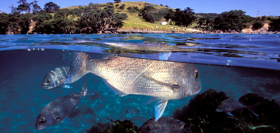 Image result for goat island marine reserve