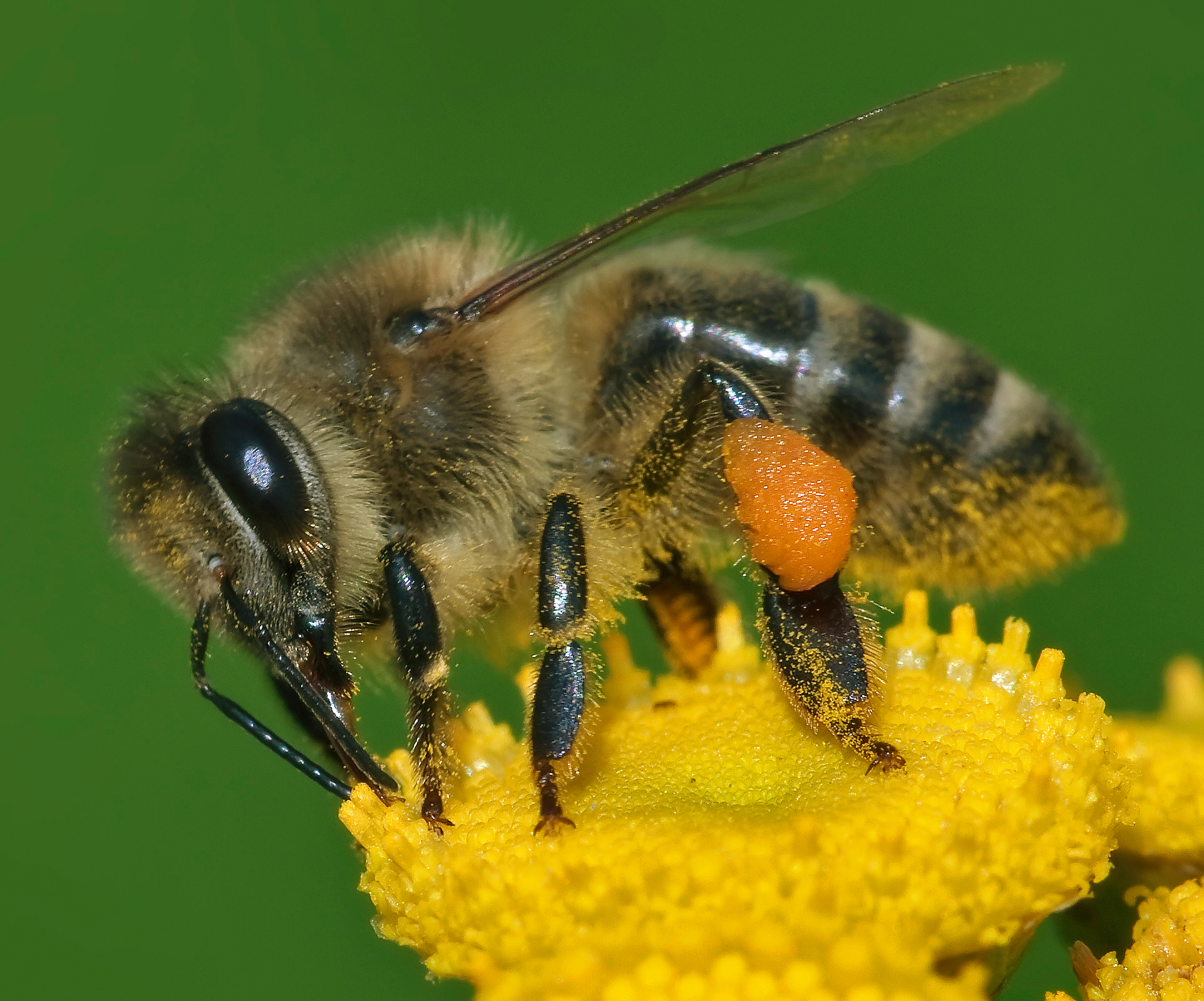 Release the Bees! Event
