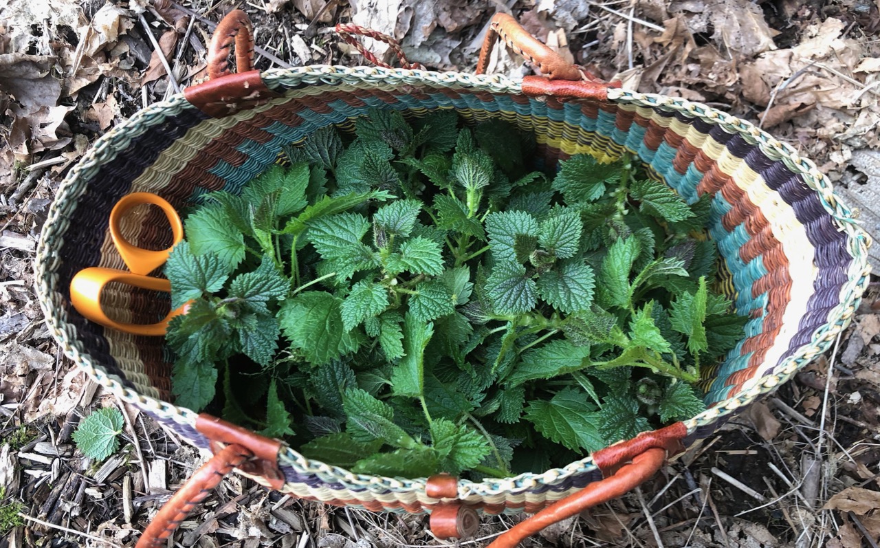 Summer Workshop Series- Foraging for food, medicine, and mushrooms