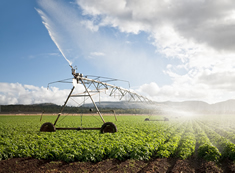 Irrigation pivot in bean field