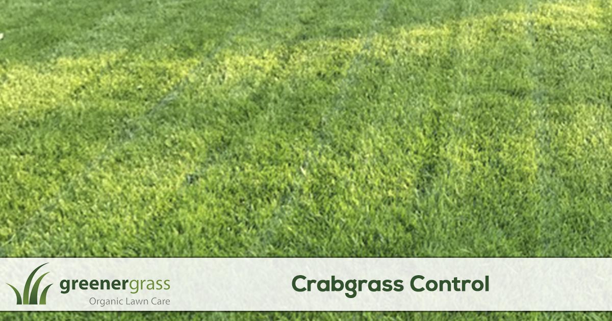 Crabgrass Control Services Greener Grass