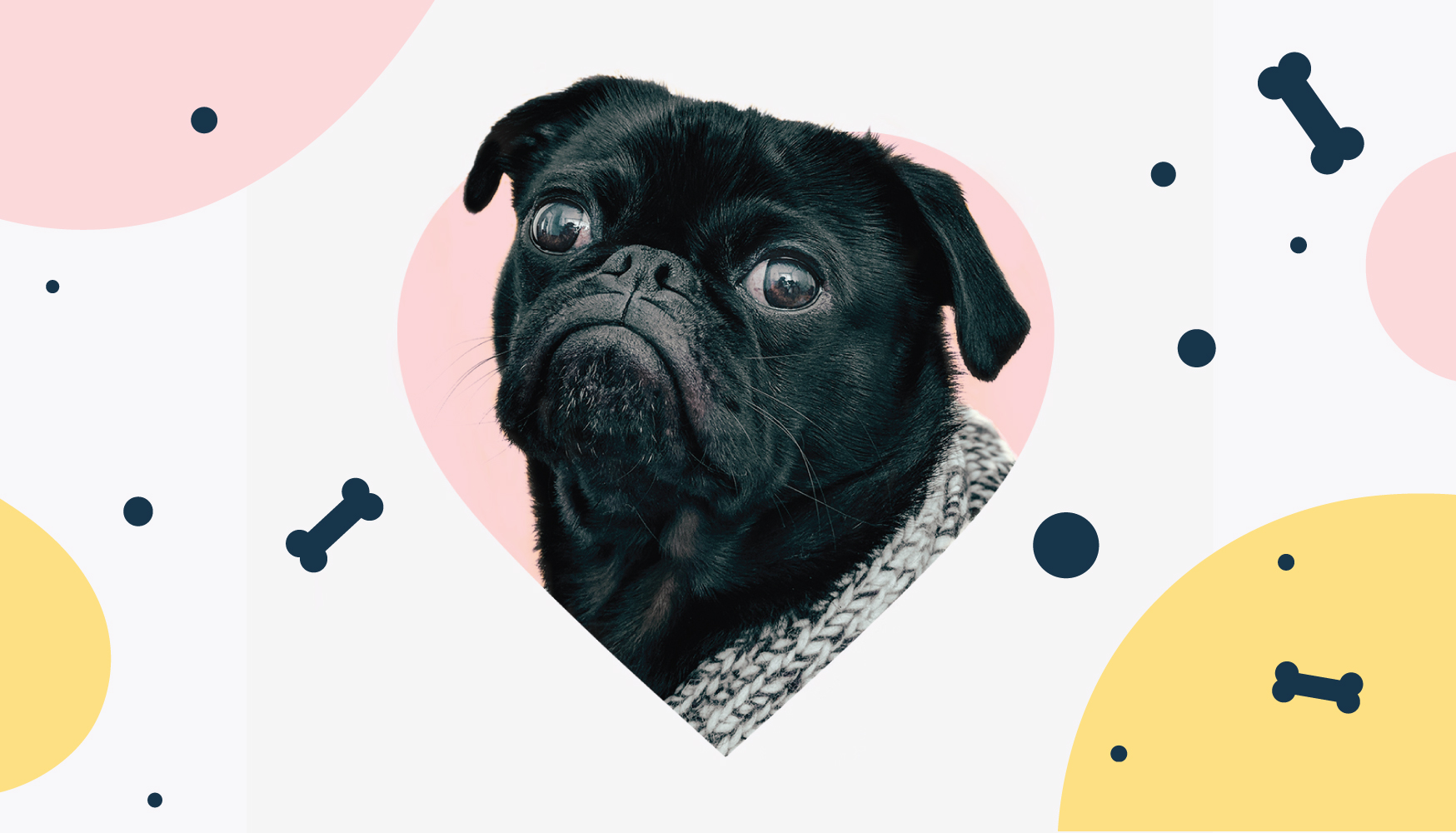 PetConnect - Ksenia Vist