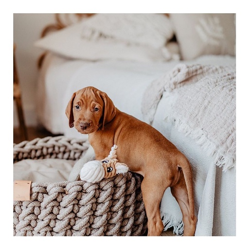 Paw and Partners NZ - Portia Brodie