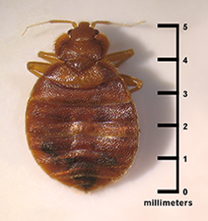 bed bugs treatment