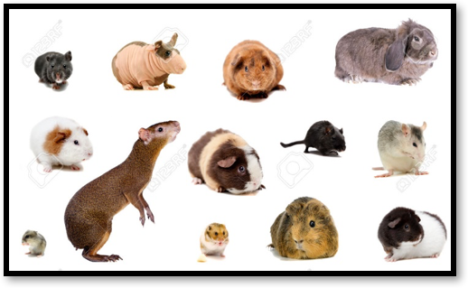 types of rodents