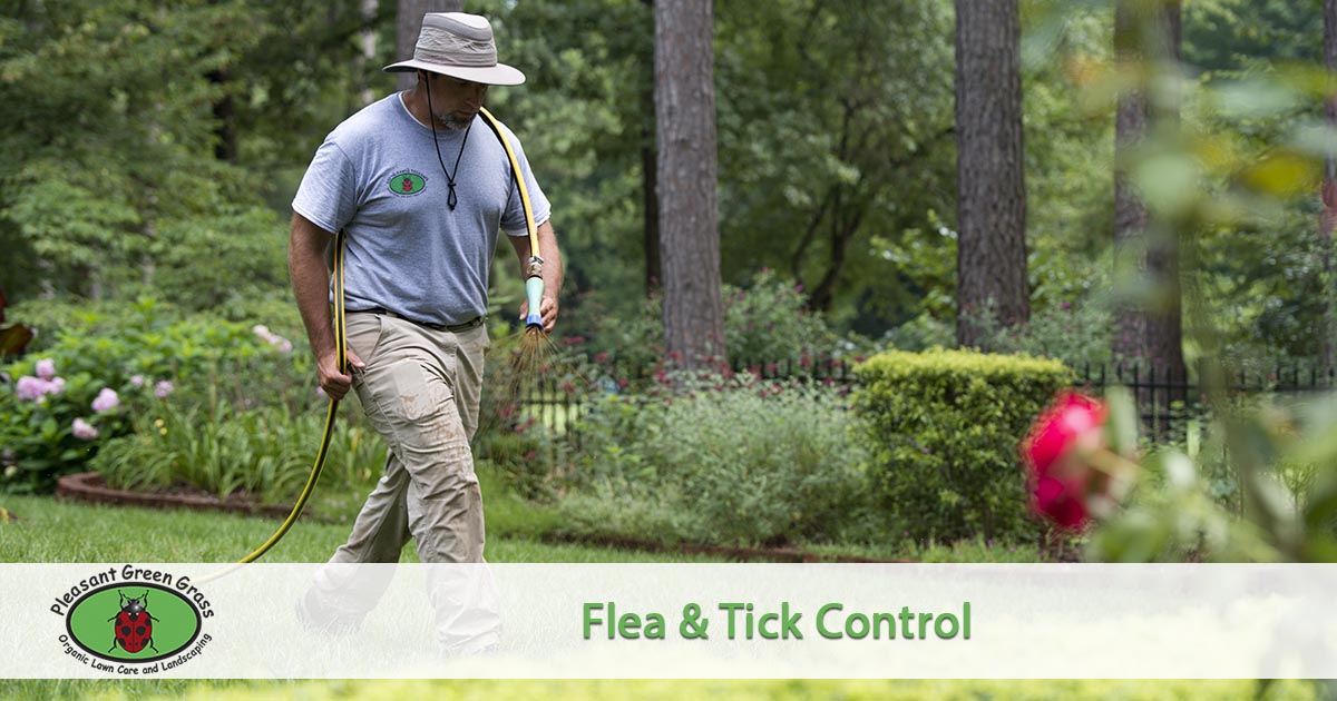 flea and tick spraying
